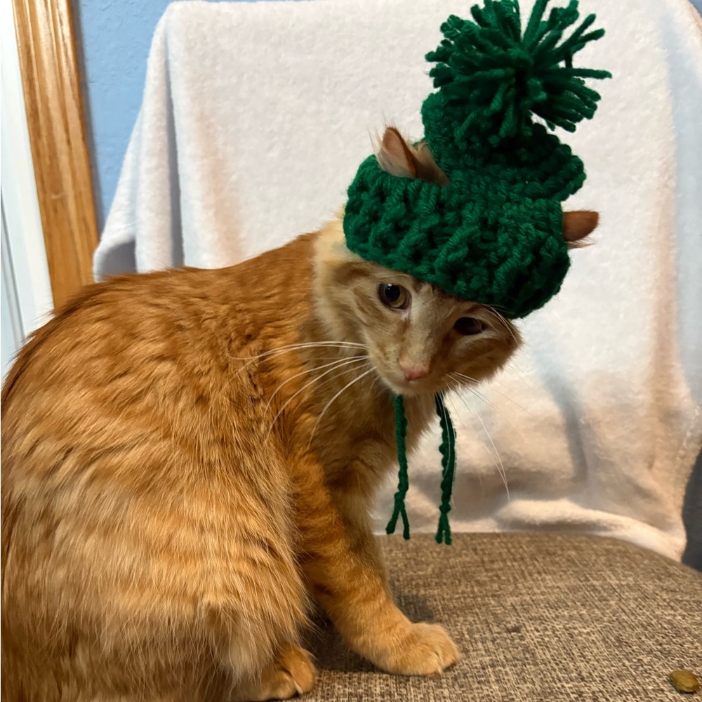 Green Cat Hat stocking hat